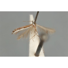 /filer/webapps/moths_gc/media/images/P/parallela_Acrocercops_ST_ANIC31-087278_dorsal.jpg