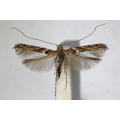 /filer/webapps/moths_gc/media/images/B/brongniardella_Acrocercops_A_ZSM_3.jpg