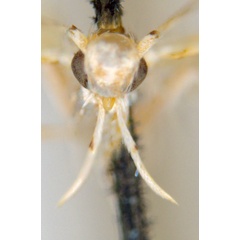 /filer/webapps/moths_gc/media/images/M/maculosa_Cuphodes_PL3_head_31-087221_ANIC.jpg