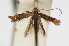 Phyllonorycter iriphanes