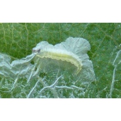 /filer/webapps/moths_gc/media/images/U/unipunctella_Phyllocnstis_Larva_Langmaid.jpg