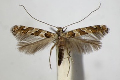 Dialectica hedemanni