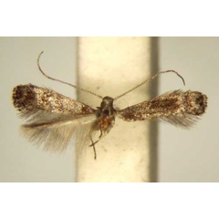 /filer/webapps/moths_gc/media/images/T/tylophorae_Metriochroa_HT_TMSA6333.jpg