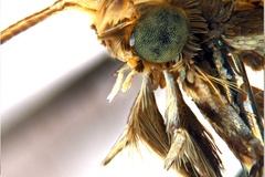 Diphtheroptila oxyloga