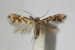 Phyllonorycter viminetorum