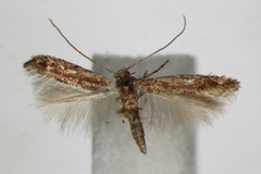 Phyllonorycter acaciella