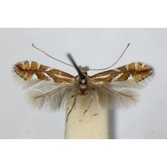 /filer/webapps/moths_gc/media/images/H/hostis_Phyllonorycter_PT_ZSM.jpg