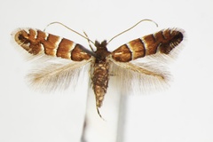 Phyllonorycter stettinensis