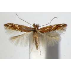 /filer/webapps/moths_gc/media/images/B/brunnea_Phyllonorycter_PT_ZSM_4.jpg