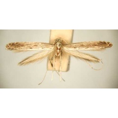 /filer/webapps/moths_gc/media/images/S/symmetra_Pleiomorpha_PT_TMSA6112.jpg