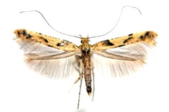 Caloptilia honoratella