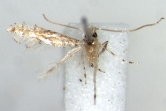 Neolithocolletis mayumbe