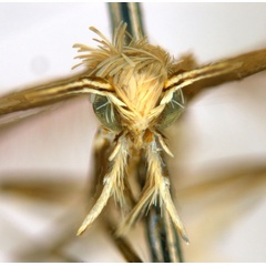 /filer/webapps/moths_gc/media/images/V/virosae_Diphtheroptila_PT15_head1_ANIC.jpg