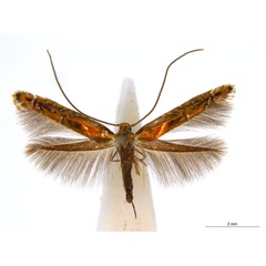 /filer/webapps/moths_gc/media/images/E/eumetalla_Polysoma_AM_A160_ANIC.jpg