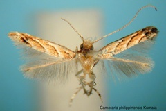 Cameraria philippinensis