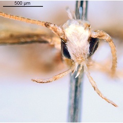 /filer/webapps/moths_gc/media/images/D/digitata_Dondavisia_HT_head1_De-Prins-etal_2025_278.jpg