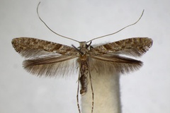 Caloptilia cuculipennella
