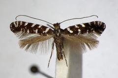 Parectopa ononidis