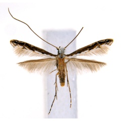 /filer/webapps/moths_gc/media/images/G/glochidiella_Diphtheroptila_HT_ANIC.jpg