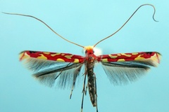 Macarostola zehntneri