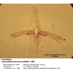 /filer/webapps/moths_gc/media/images/H/hikosana_Phyllonorycter_GM_HT_26_EIHU.jpg