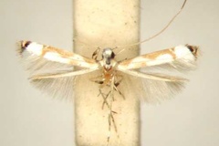 Corethrovalva goniosema