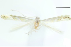Phyllonorycter phallustenuis