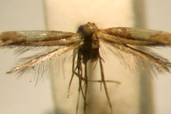 Caloptilia tirantella