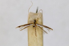 Acrocercops tristaniae