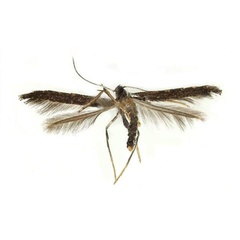 /filer/webapps/moths_gc/media/images/K/kadsurae_Caloptilia_A_Kim-etal_2022_7.jpg