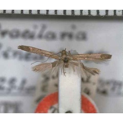 /filer/webapps/moths_gc/media/images/L/linearis_Gracillaria_HT_BMNH.jpg