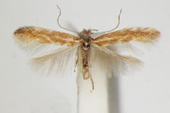 Phyllonorycter staintoniella