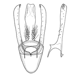 /filer/webapps/moths_gc/media/images/H/hyperpersea_Phyllocnistis_HT_GM_Davis-et-Wagner_2011_66.jpg