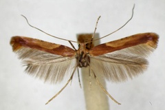Caloptilia fribergensis