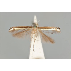 /filer/webapps/moths_gc/media/images/F/fluorescens_nereis_Acrocercops_ST_ANIC31-087241_dorsal.jpg