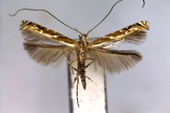 Cryptolectica ensiformis