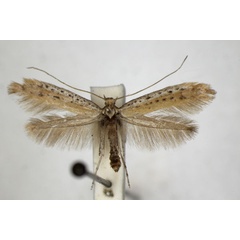 /filer/webapps/moths_gc/media/images/T/tringipennella_Aspilapteryx_A_ZSM_3.jpg