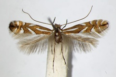 Phyllonorycter deschkai