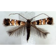 /filer/webapps/moths_gc/media/images/U/umukarus_Phyllonorycter_PT_RMCA.jpg