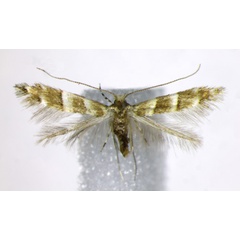 /filer/webapps/moths_gc/media/images/A/aceriella_Cameraria_A_Landry.jpg