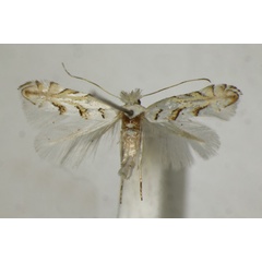 /filer/webapps/moths_gc/media/images/A/abrasella_Phyllonorycter_A_ZSM_4.jpg