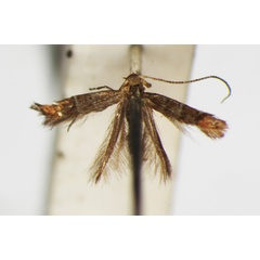 /filer/webapps/moths_gc/media/images/I/iriphanes_Phyllonorycter_ST_1477201_BMNH.jpg