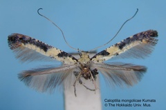 Caloptilia mongolicae