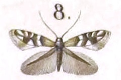 Phyllonorycter spinolella