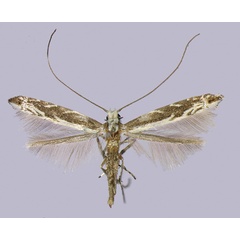 /filer/webapps/moths_gc/media/images/A/anthophilia_Epicephala_HT_2016_Kawakita-et-Kato_92.jpg