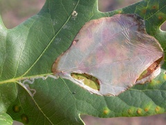 /filer/webapps/moths_gc/media/images/B/brongniardella_Acrocercops_mine_Barton.jpg