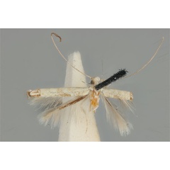 /filer/webapps/moths_gc/media/images/D/didymosticha_Cuphodes_LT_ANIC31-087189_wing.jpg