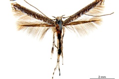 Cuphodes albomarginata