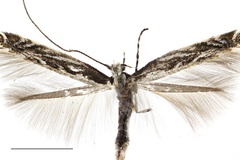 Micrurapteryx caraganella