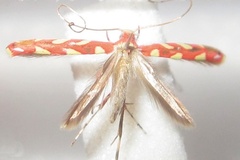 Macarostola eugeniella